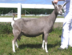 toggenburg dairy goat