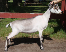 nubian doe for sale