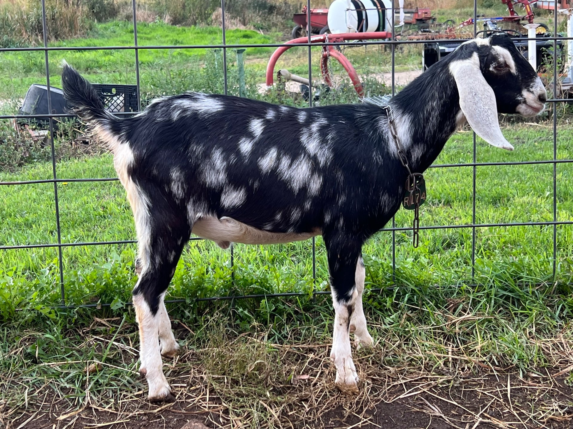 nubian buck for sale