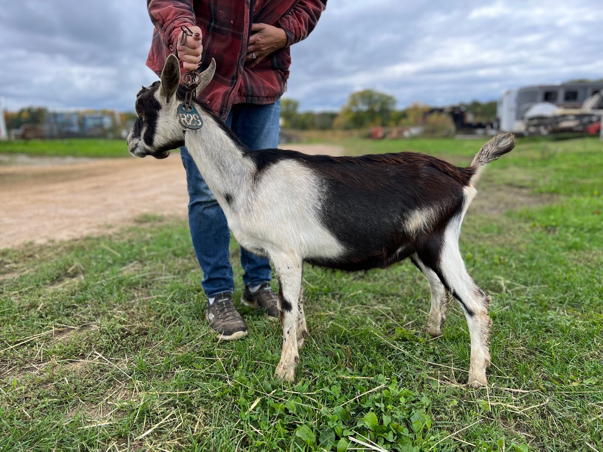 Goats For Sale Nubian Alpine Saanen Toggenburg Dairy Goats For