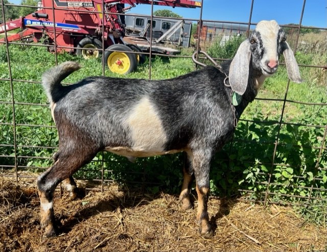 Goats For Sale Nubian Alpine Saanen Toggenburg Dairy Goats For